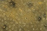 Polished Fossil Rugose Coral Slab - Morocco #276196-1